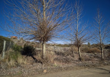 LOTE 